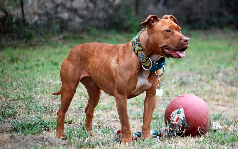 Pit Bull Terriers