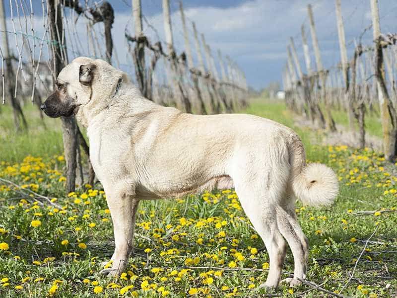 Kangal: The Guardian With Earth-Shattering Bite Force