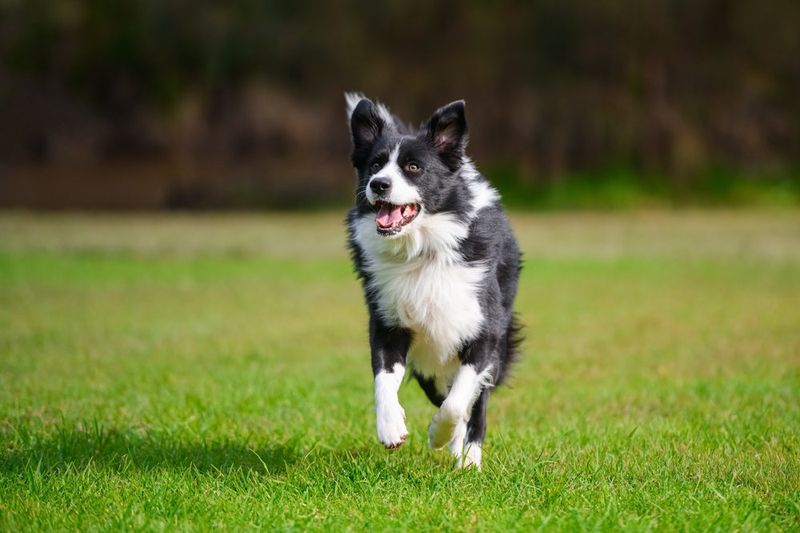 Border Collie: The Workaholic Who Never Clocks Out