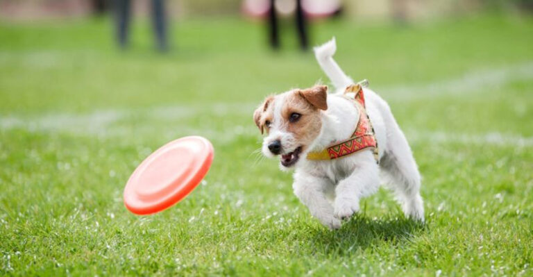 15 Dog Breeds Known To Increase Stress In Owners (And How To Handle It)