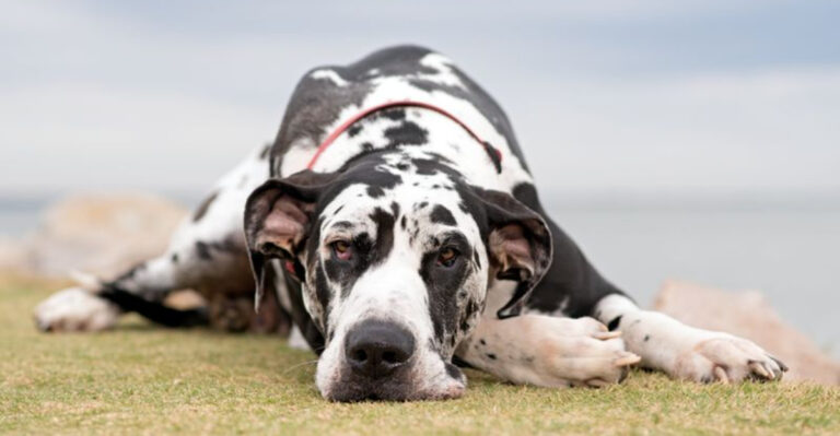 15 Dog Breeds More Likely To Face Mental Health Challenges