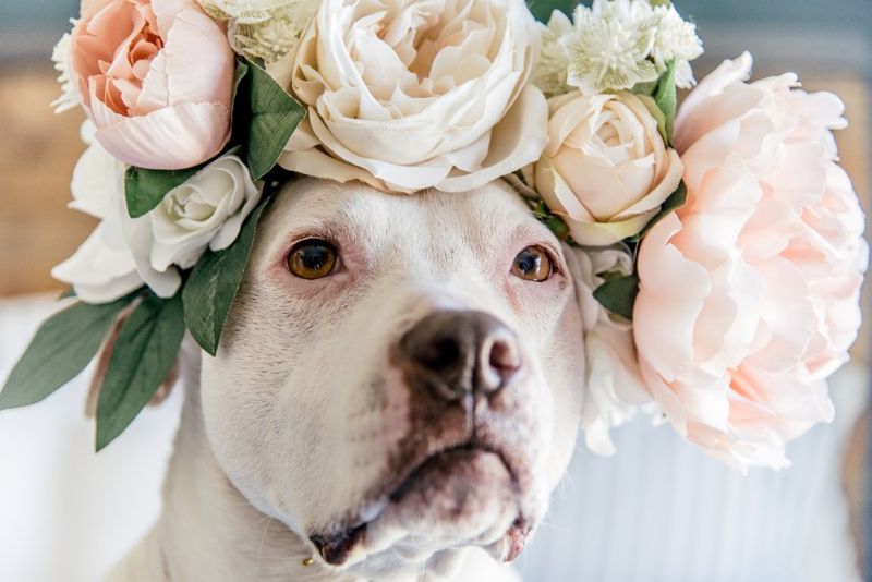 Pit Bulls