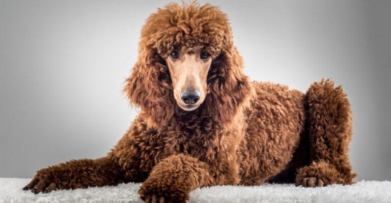 15 Dog Breeds People Love To Hate
