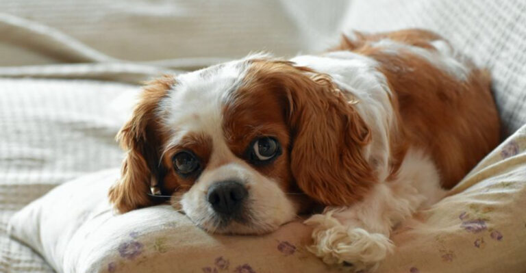 15 Dog Breeds Perfect For Every Type Of Personality