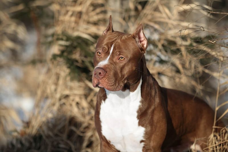 Pit Bull Terriers