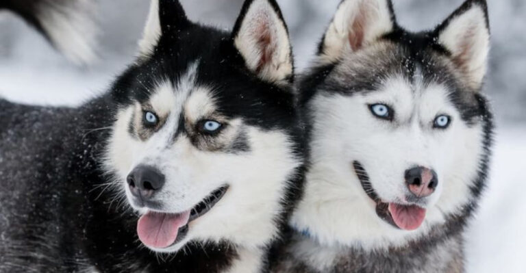 15 Dog Breeds That Are The Most Dangerous To Other Animals