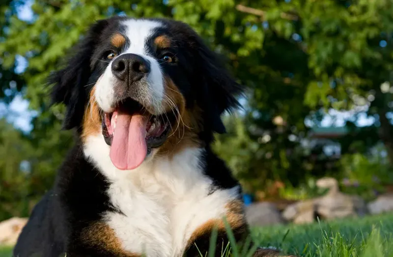 Bernese Mountain Dog