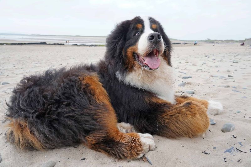 Bernese Mountain Dog