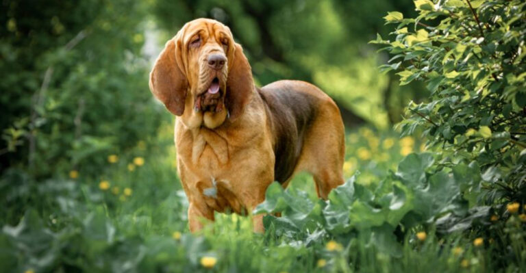 15 Dog Breeds That Don’t Stick Around Long Enough