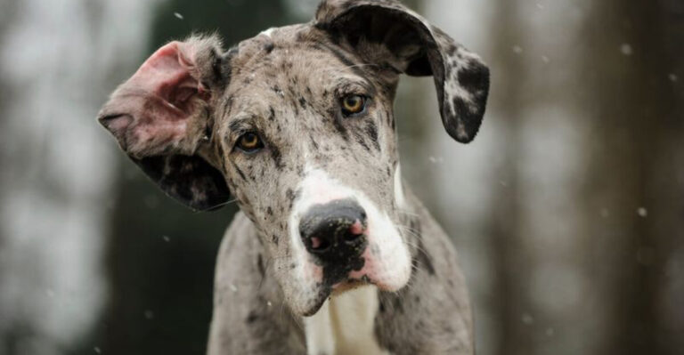 15 Dog Breeds That Look Tough, But Are Terrible At Guarding