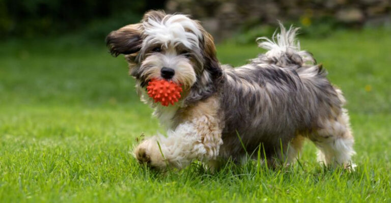 15 Dog Breeds That Rarely Show Aggressive Behavior