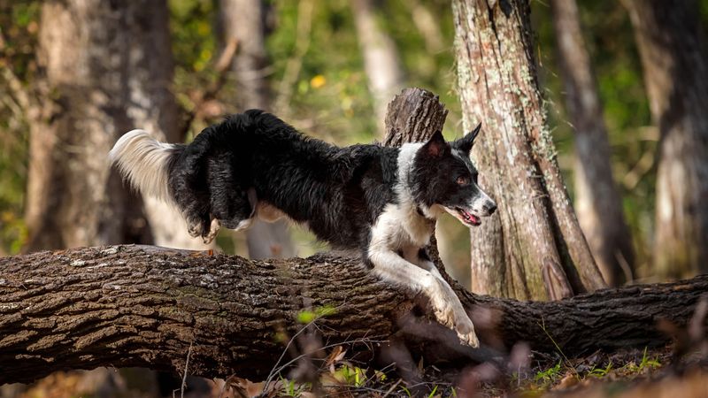 Border Collie: The Marathon Runner's Dream