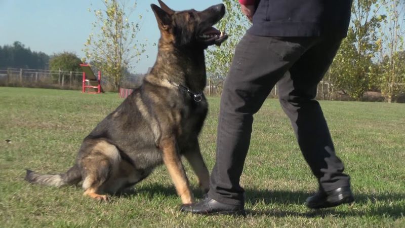 German Shepherds: The Elite Listeners