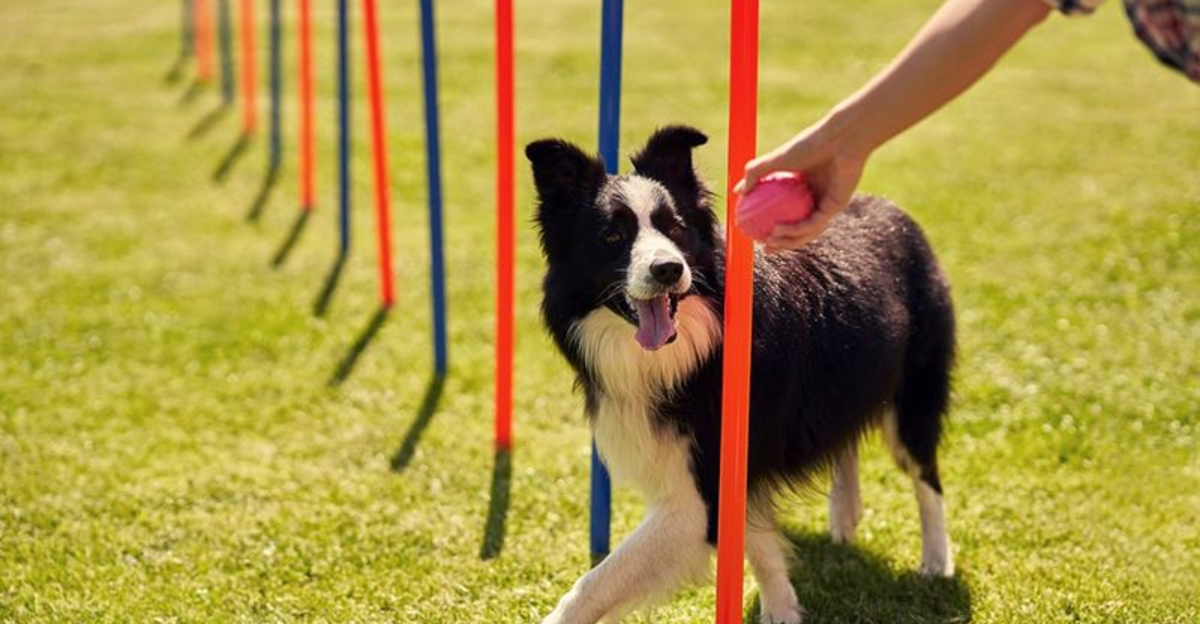 15 Dog Breeds Who Follow Commands Without An Attitude