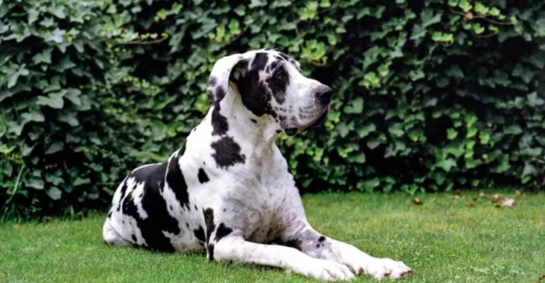 15 Dog Breeds With Sensitive Souls (And 7 That Might Seem Heartless)