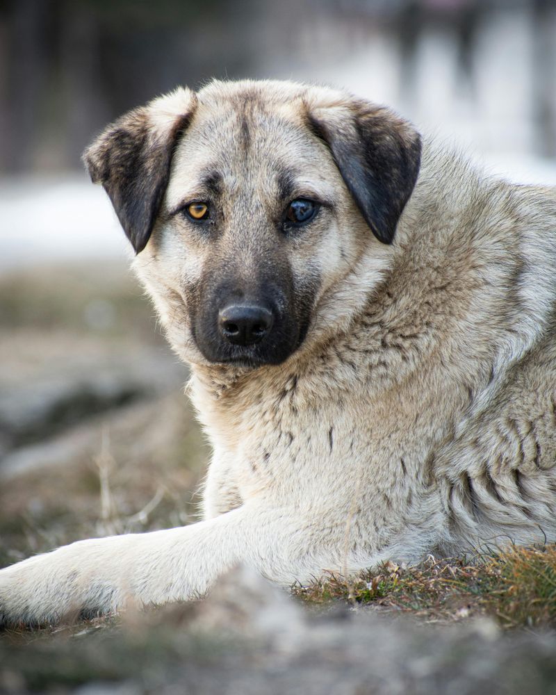 Kangal: The Livestock Guardian Champion
