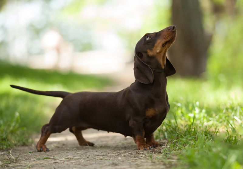 Dachshunds