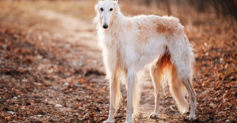 15 Dog Breeds With The Most Unusual Body Proportions