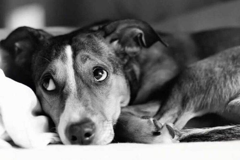 Alpha Rolling Your Pup