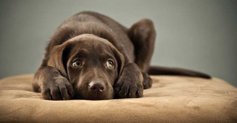 15 Dog Training Methods To Avoid With Sensitive Breeds