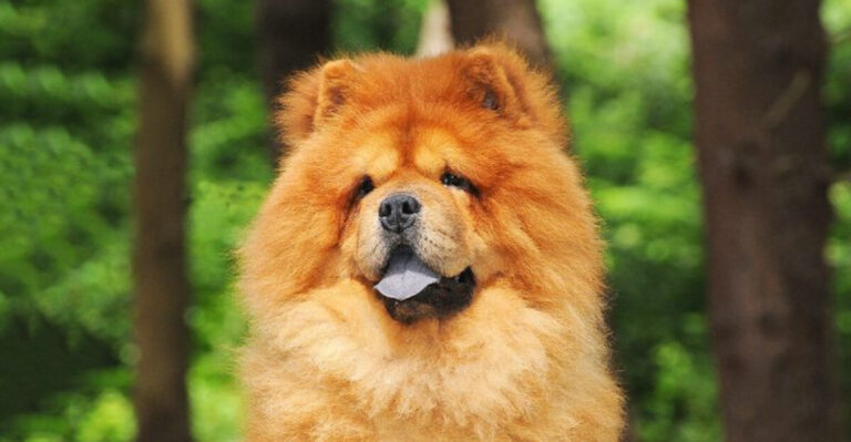 15 Dogs That Landlords And Lawmakers Frequently Reject