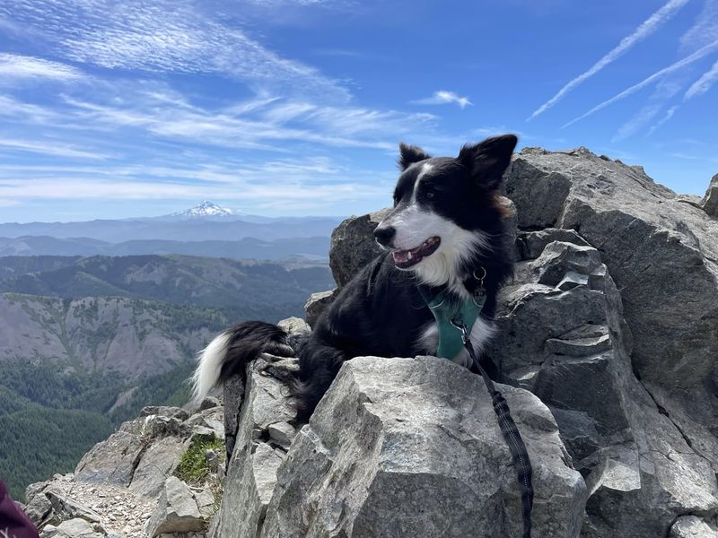 Border Collie: The Mountain Maestro