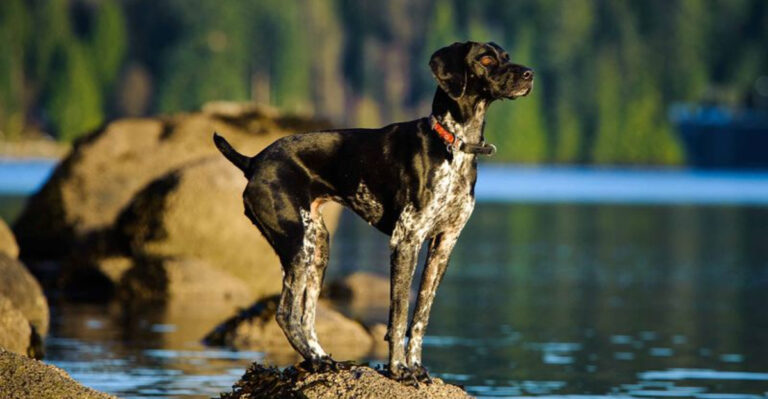 15 Dogs Who Can't Resist A Good Adventure
