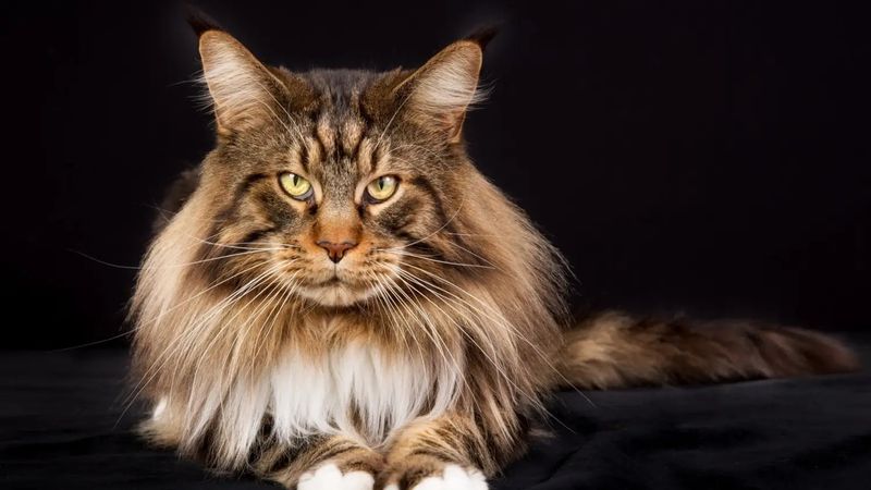 Maine Coon