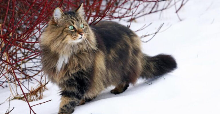 15 Domestic Cat Breeds That Physically Resemble North American Wildcats