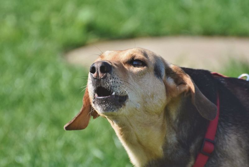 Understand Why Your Dog Barks