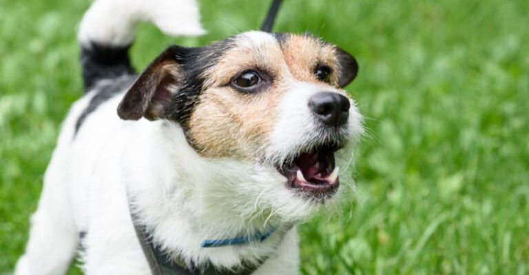 15 Easy Ways To Stop Your Dog From Barking At Everything