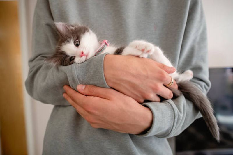 Kitten Trust Breakthrough