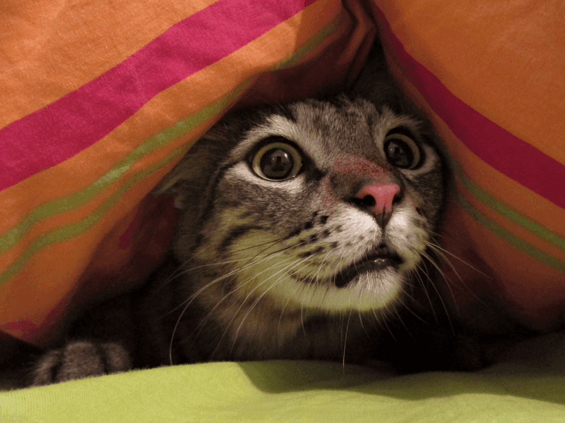 Fear Gives Way To Curiosity