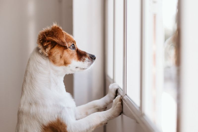Waiting By The Door