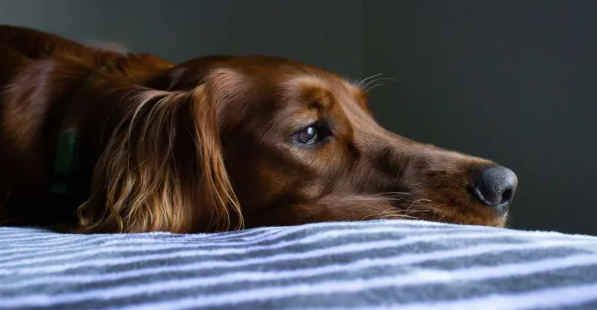 15 Emotional Ways Dogs Mourn When Their Owners Pass Away