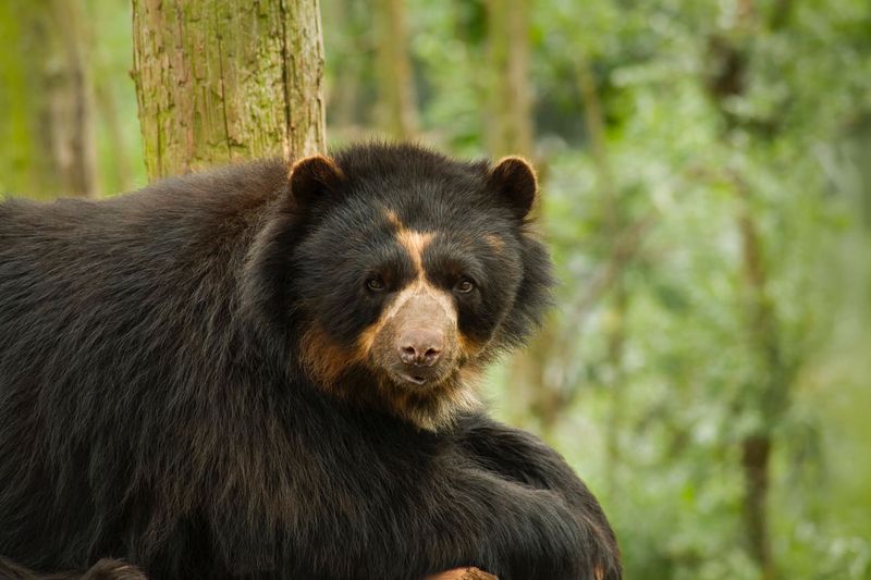 Spectacled Bear – The Only South American Bear