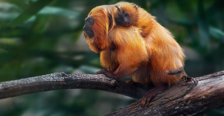 15 Endangered Species In South America You Should Know About