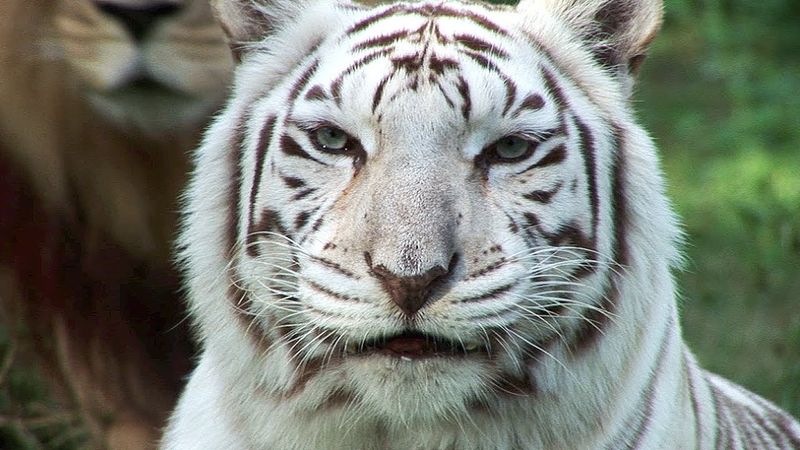 White Tigers: Royal Bills For Royal Beasts
