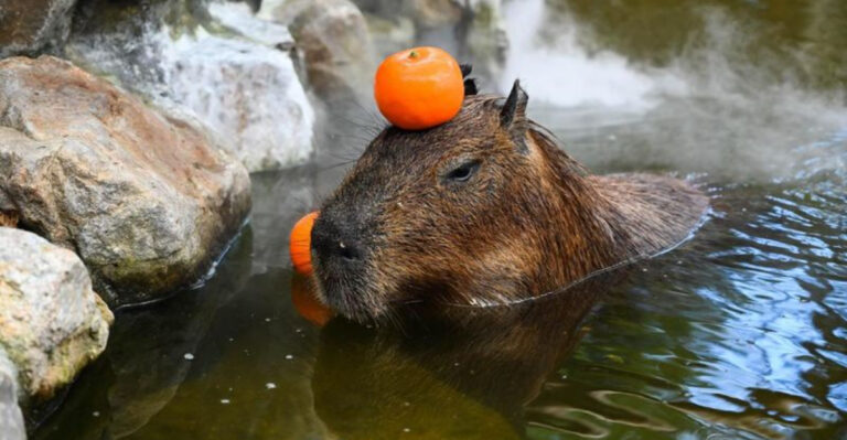 15 Exotic Pets With Higher Maintenance Costs Than A Luxury Car