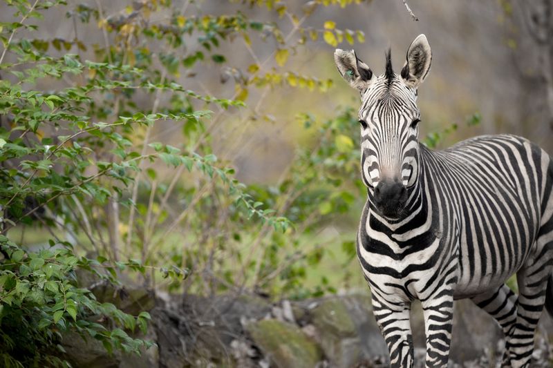 Fingerprint-Like Stripes