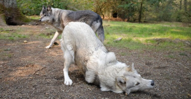 15 Fascinating Things Wolves Do That Domesticated Dogs Don’t