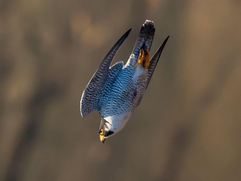 Peregrine Falcon: The Undisputed Speed Champion