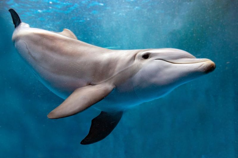 Dolphins Sleep With One Eye Open