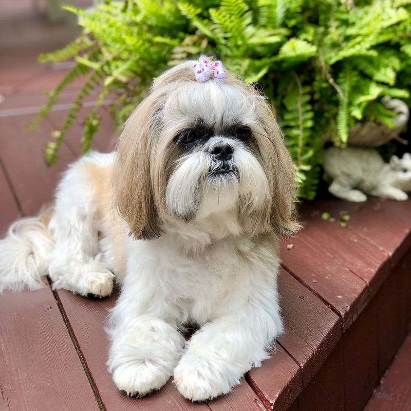 The Shih Tzu's Royal Roots