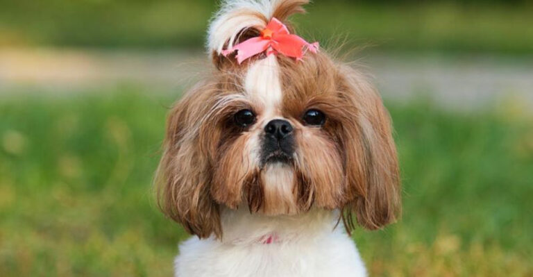 15 Fun Facts About Shih Tzus You Didn’t Know Before