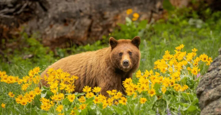 15 Grizzly Bear Facts That Show The Sweet Side Of These Mountain Wanderers
