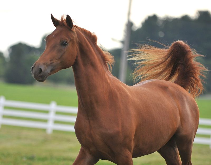 Morgan Horse