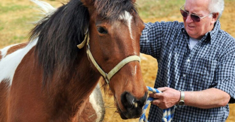 15 Horse Breeds That Are Best For Older Riders