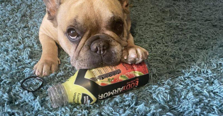 15 Humble Dog Breeds That Find Joy In The Simple Things And Simplest Toys