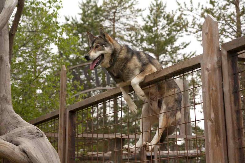 Escape Artist Extraordinaire